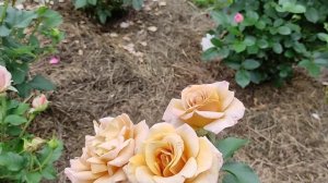 Сочетания РОЗ сложных оттенков. Синко де Мая, Мокароза, Хоней Дижон и др...