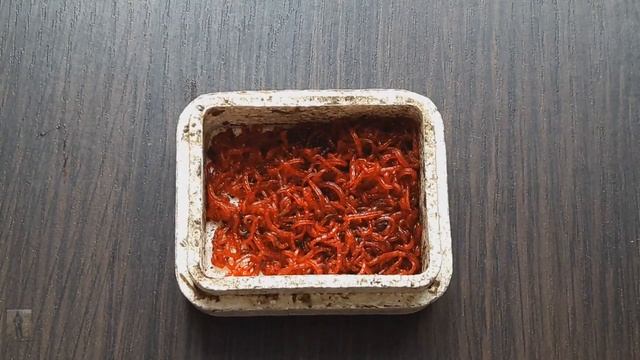 Как правильно хранить мотыля. Самые распространенные ошибки прихранении... смотреть онлайн