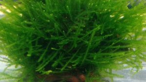 ЯВАНСКИЙ МОХ. СОДЕРЖАНИЕ И ДЕКОРИРОВАНИЕ В АКВАРИУМЕ.