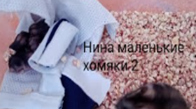 Нина маленькие хомяки 2 смотреть онлайн