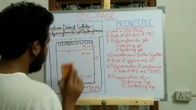 SDS PAGE (Polyacrylamide gel electrophoresis) | principle and explanation смотреть онлайн