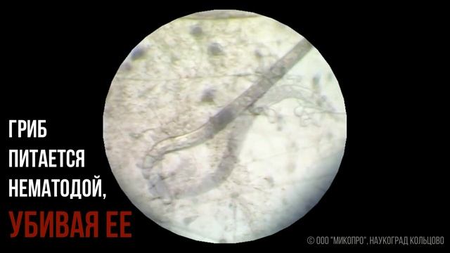 Нематофагин- Микопро естественная защита от НЕМАТОДЫ смотреть онлайн
