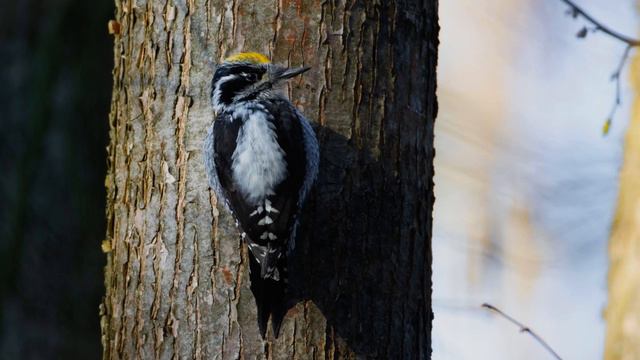 Брачная дробь трёхпалого дятла Picoides tridactylus смотреть онлайн