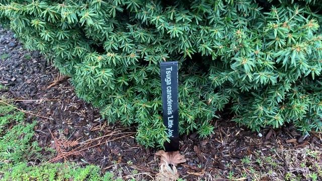 Tsuga canadensis 'Little Joe' Miniature Canadian Hemlock January 31, 2020 смотреть онлайн