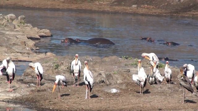 Kruger Park's Waterlife - Vita sui fiumi e le acque del Kruger Park смотреть онлайн