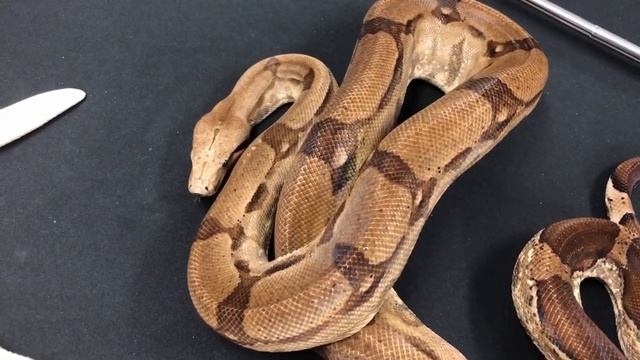 FIRE GENE FRIDAY! August 9, 2019 смотреть онлайн