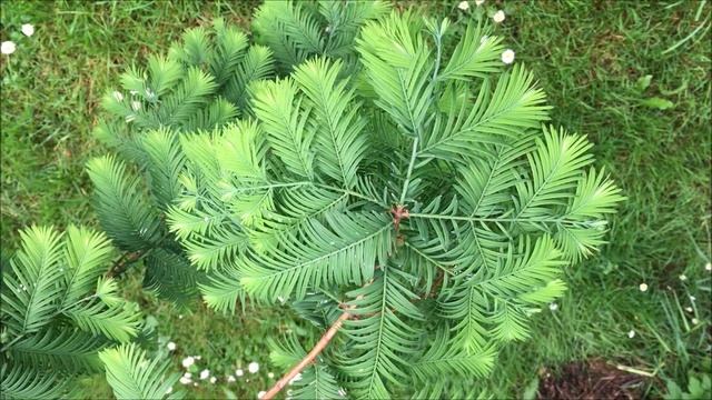 Dawn redwood (Metasequoia glyptostroboides) - leaves - May 2018 смотреть онлайн