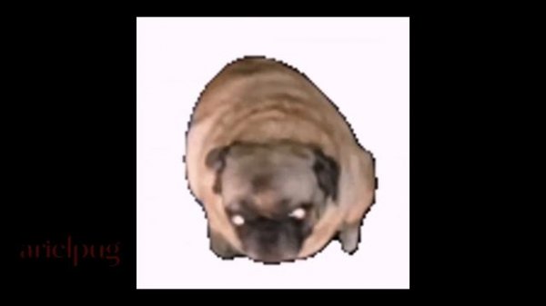 salami salami gulp gulp gulp gulp | arielpug