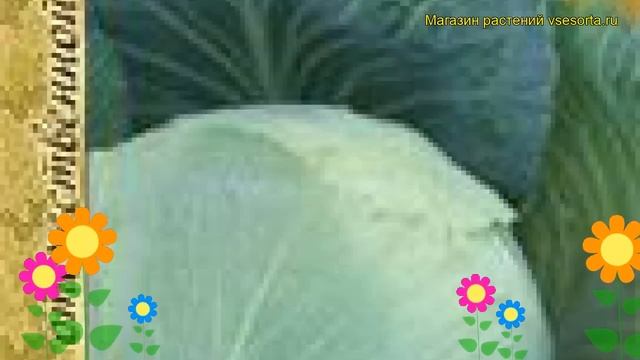 Капуста белокочанная Зимовка 1474. Краткий обзор, описание характеристик Zimovka 1474 смотреть онлайн