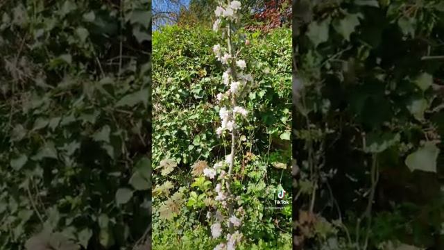 Цветочный бум 🌸❤️ смотреть онлайн