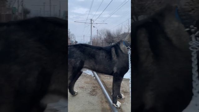 Алабай Самсон год и два месяца вес 98 кг рост 92 в холке #alabai #dog #топ #собака смотреть онлайн