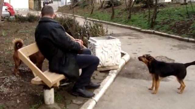 Биркованные собаки на территории первой больницы смотреть онлайн