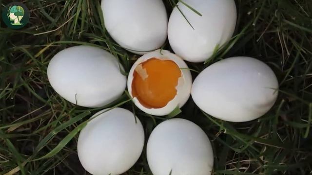 ВОТ ЧТО ТВОРЯТ СЫРЫЕ ЯЙЦА! ВЫ НЕ ПОВЕРИТЕ.польза и вред яиц смотреть онлайн