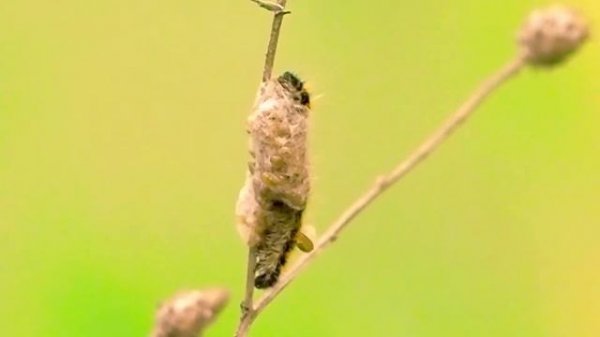 Гусеница и наездники (Parasitica).   The caterpillar and Parasitica