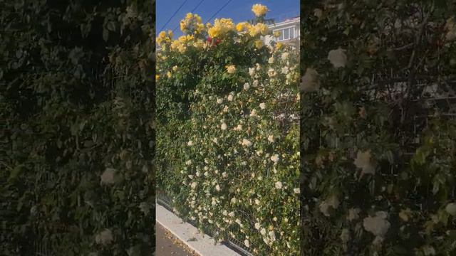 Розы в качестве зеленого забора! смотреть онлайн