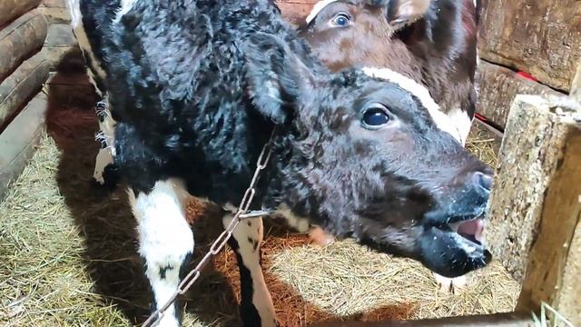 Доение коров в ЛПХ. Поим телят молоком. смотреть онлайн