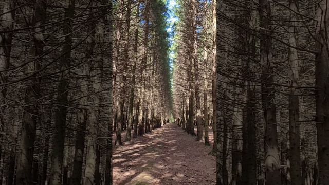 Бутовский лес. Сказочный лес. Июнь 2024г (Часть 1).mp4 смотреть онлайн