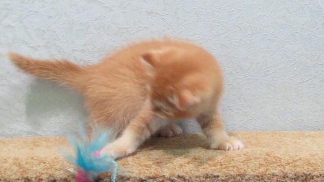 Шотландский котик красный тикированный. смотреть онлайн