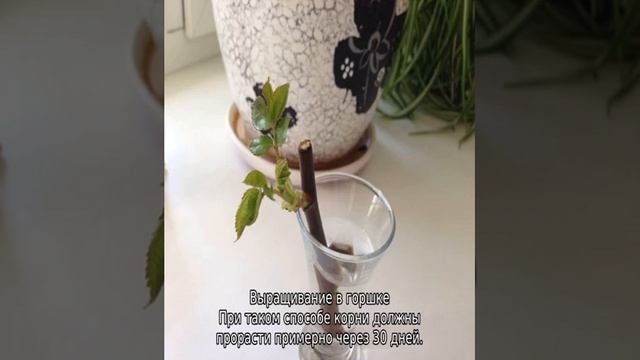 Роза дала росток в вазе: как сажать. смотреть онлайн