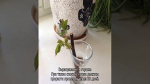 Роза дала росток в вазе: как сажать.