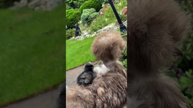 Шёлковая курочка окрас лилак смотреть онлайн