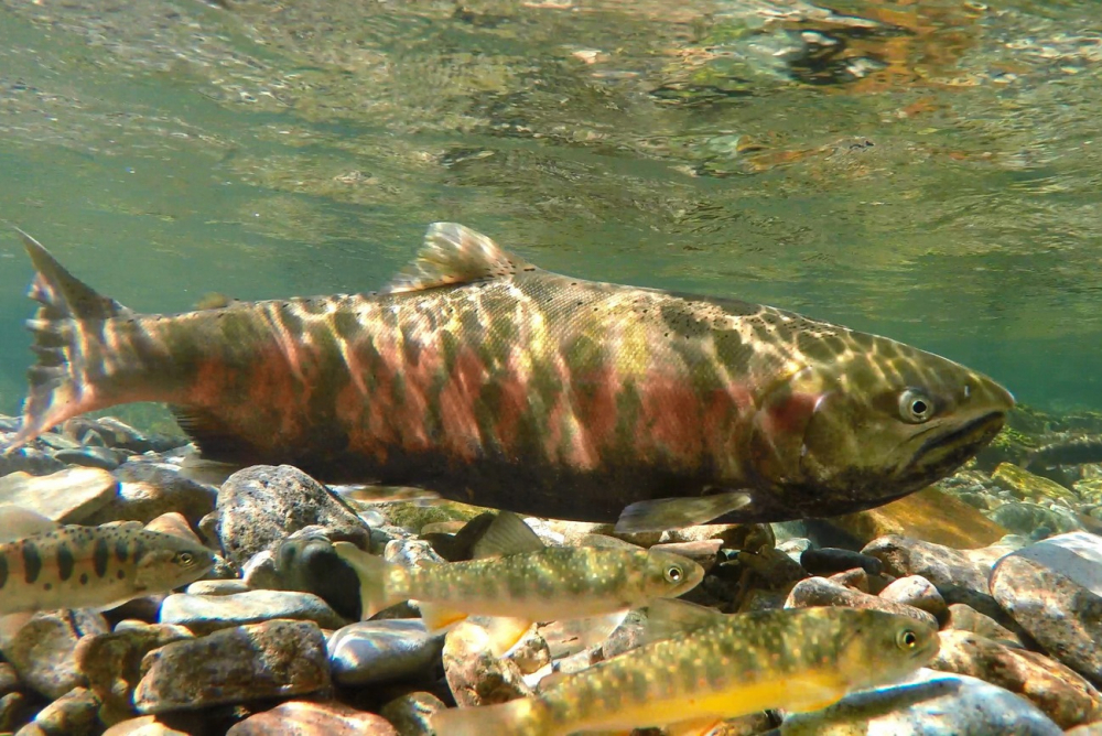 Жизнь лосося (3 часть) смотреть онлайн