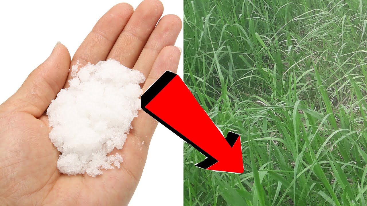 Как избавиться от сорняков и травы на участке навсегда !!!. смотреть онлайн