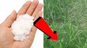 Как избавиться от сорняков и травы на участке навсегда !!!.