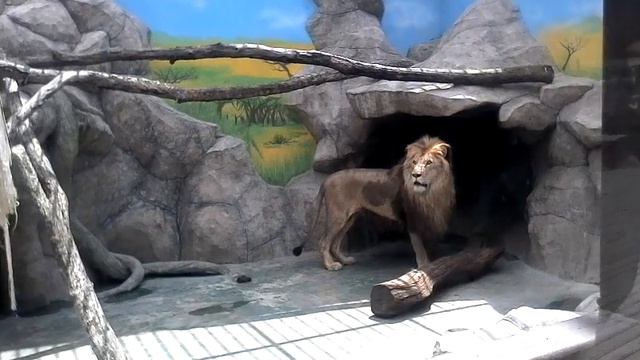 В Анапе в зоопарке смотреть онлайн