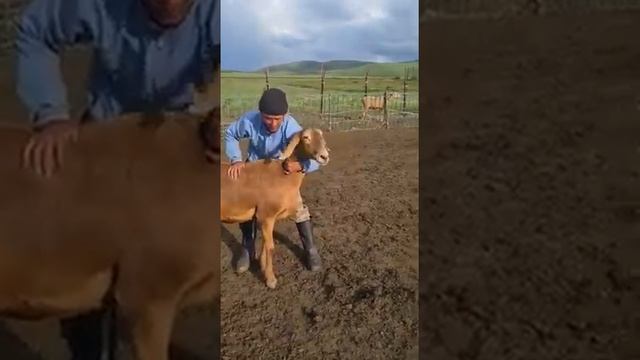 Арашан больше гиссара | Сравнение арашан с гиссар | Хозяйство Рамиса Жумабаева | арашан койлору