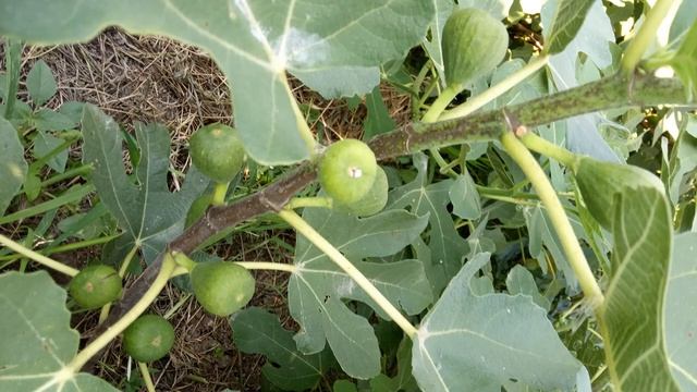 Выбор сортов, лучшие сорта инжира. Черный Принц, Брунсвик, Абхазский Фиолетовый. Саженцы черенки смотреть онлайн