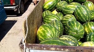 Соль Илецк. Оптовый арбузный рынок. Цены на Арбузы и дыни