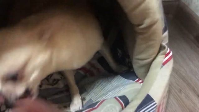 Милли кусается :) смотреть онлайн