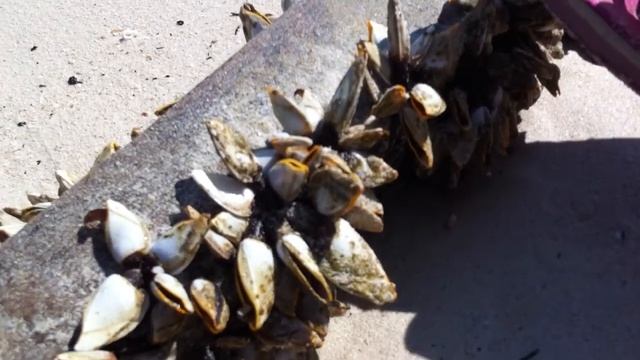 Живые ракушки на палке смотреть онлайн