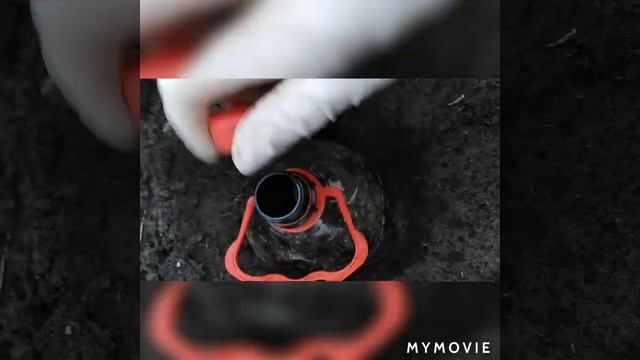Сажаем розы под бутылку 31.10.2020 смотреть онлайн