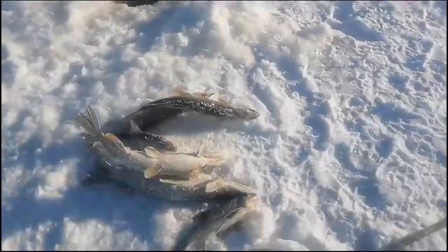 10.02.24... ДЕДЫ НА РЫБАЛКЕ смотреть онлайн