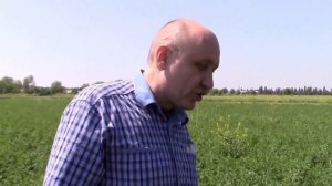 Люцерна Джеа - преимущества на лицо. 5 лет по 4-5 покосов!