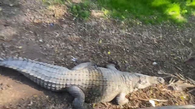 ?Крокодильчики и горячие источники смотреть онлайн