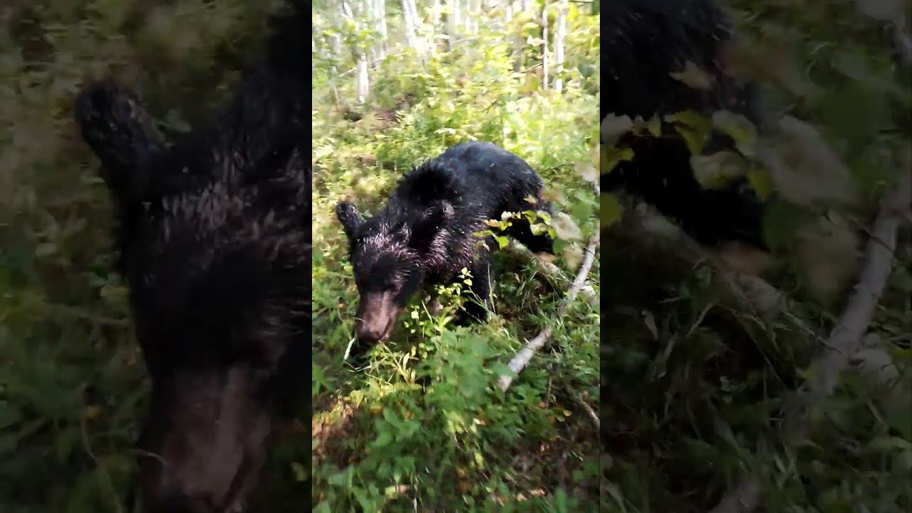 Медведица трудится не покладая лап. #bear смотреть онлайн