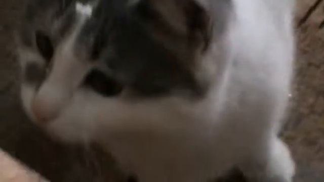 морда в пенопласте смотреть онлайн