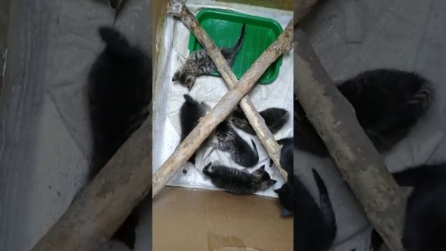 22.11.2023.Подарим!Классные, тренированные котята(4 недели).+79241232444.Ютуб/к:Стороженко Владимир смотреть онлайн