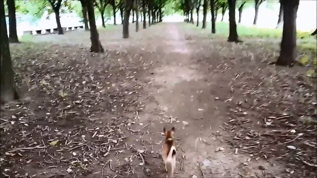 СПб. Южно-Приморский парк смотреть онлайн