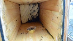 Колода для пчёл. Пчёлы в колоде после зимовки 2016 год.