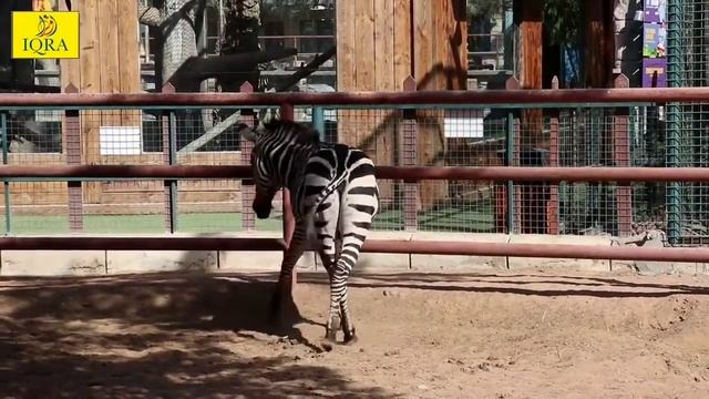 Virtual Picnic to Emirates park zoo,UAE 2021-22 смотреть онлайн