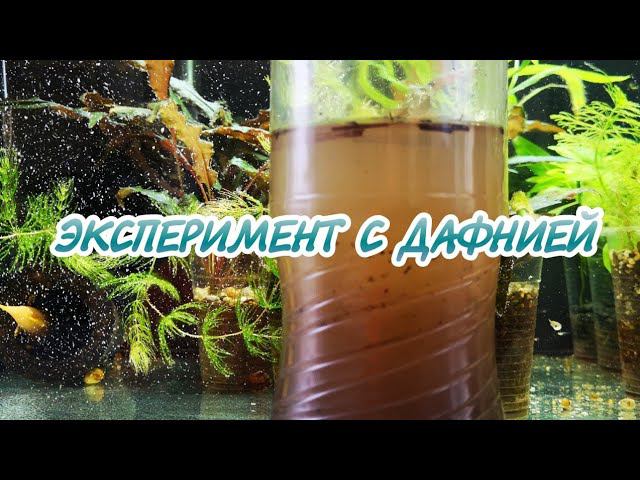 НОВЫЙ ЭКСПЕРИМЕНТ. ВЫВОЖУ ДАФНИЮ смотреть онлайн