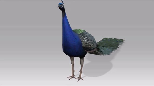 Павлин-3Д модель с анимацией смотреть онлайн