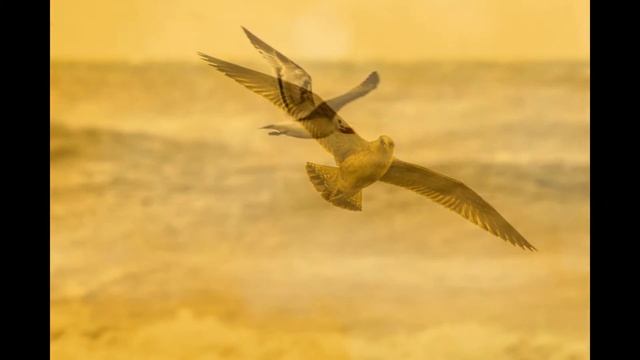 Canon EOS 1200D Shoots/ Canon EOS 1200D Foto смотреть онлайн