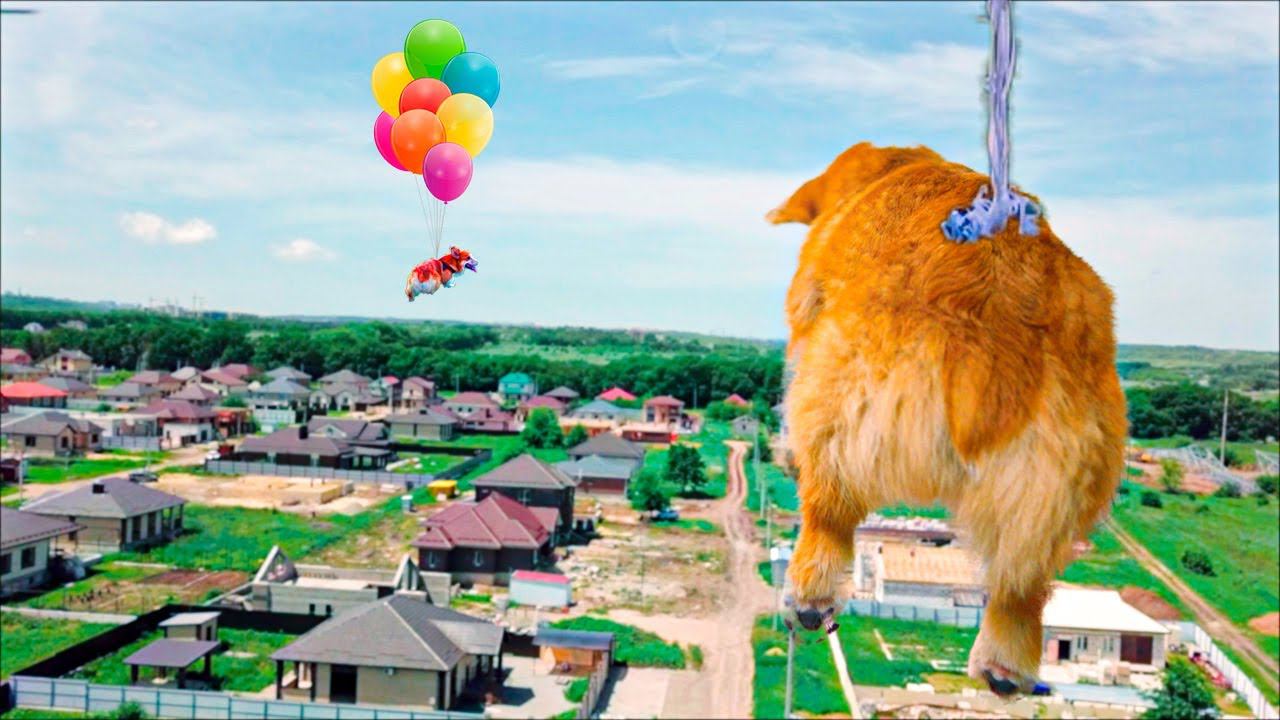 ШОК!! Летающий КОРГИ на воздушных шариках!! (Корги Коржик) Говорящая собака смотреть онлайн