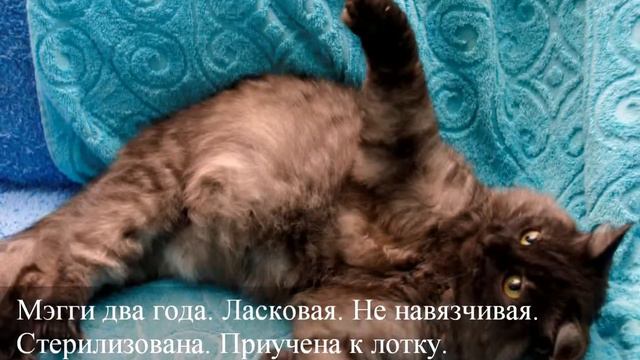 Мэгги смотреть онлайн