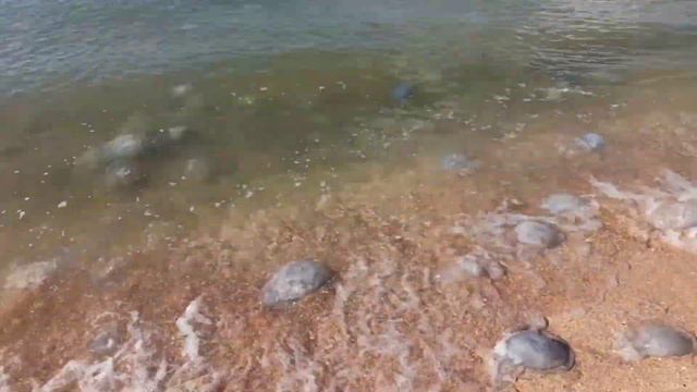 НАШЕСТВИЕ МЕДУЗ В КАЗАНТИПСКОМ ЗАЛИВЕ. НЕУДАЧНО ПРИЕХАЛИ НА АЗОВСКОЕ МОРЕ В СЕРЕДИНЕ АВГУСТА смотреть онлайн
